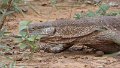 Waran Zimbabwe